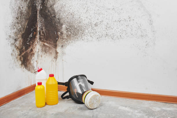 Best Black Mold Removal  in Camn, DE