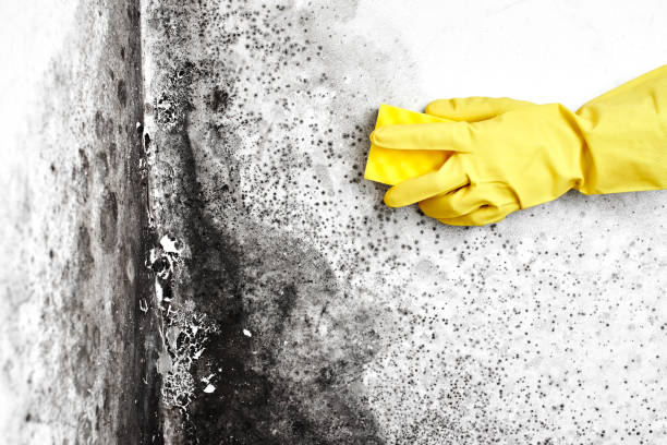 Trusted Camden, DE Mold Removal Experts