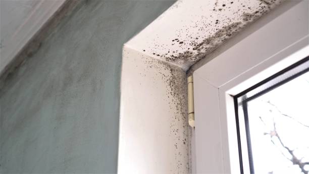 Best Certified Mold Removal  in Camn, DE