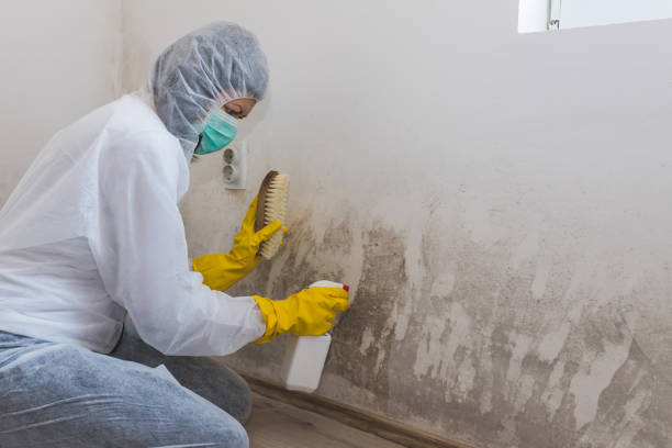 Best Mold Cleaning Services  in Camn, DE