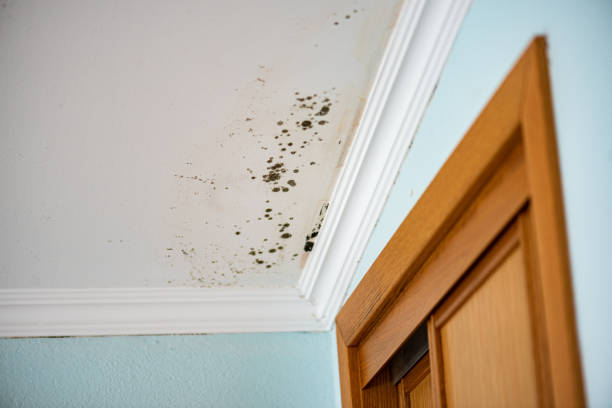 Best Residential Mold Removal  in Camn, DE