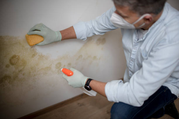 Best Mold Damage Repair  in Camn, DE