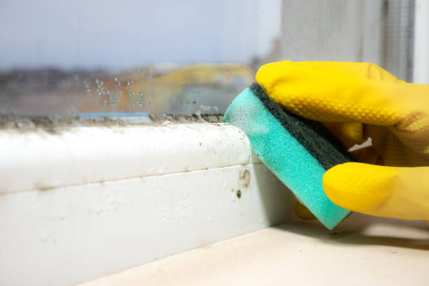 Best Local Mold Removal Service  in Camn, DE