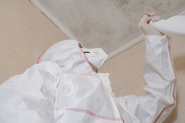 Best Attic Mold Removal  in Camn, DE