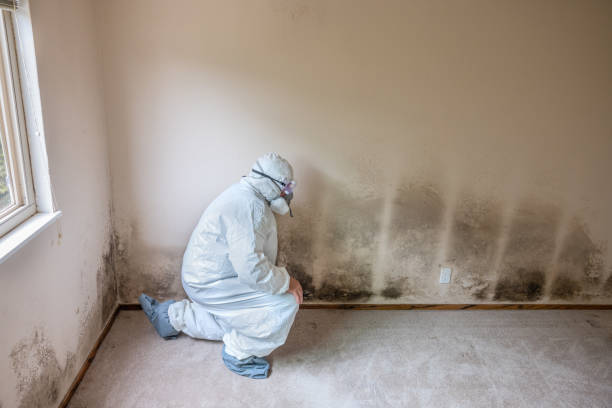 Best Local Mold Removal Service  in Camn, DE