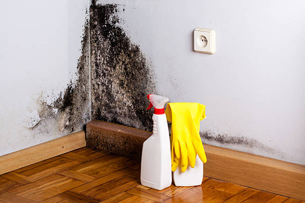 Best Office Mold Removal Services  in Camn, DE