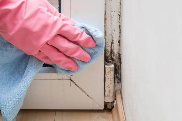 Best Commercial Mold Removal  in Camn, DE